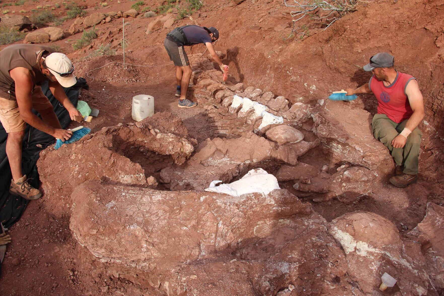 Dinosaur fossils could belong to the world's largest ever creature